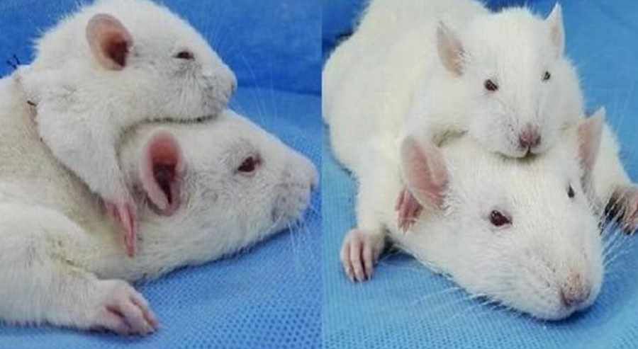 Controversial experiment. A rat’s head was transplanted into the body of another rat