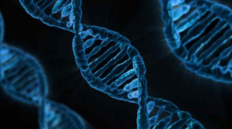 The mystery of DNA organization in cells has been solved