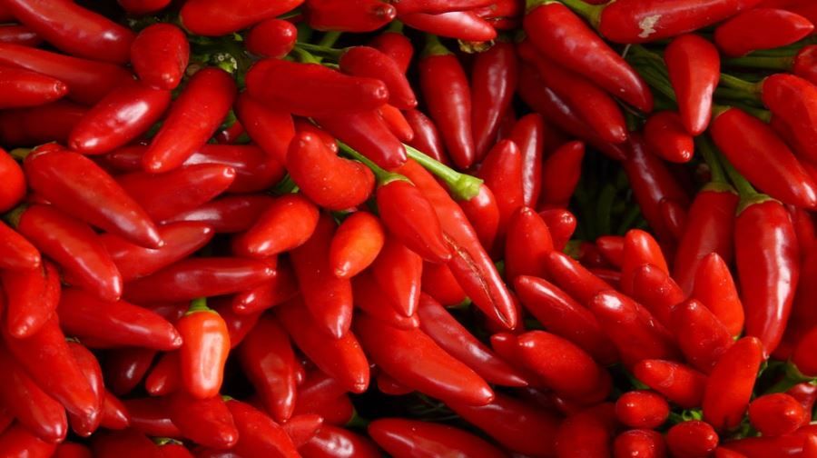 Welsh farmer accidentally grows world’s spiciest bell pepper
