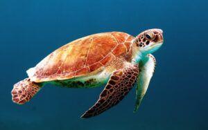 Ekologiczna Nauka Morska: Badania w Oceanach